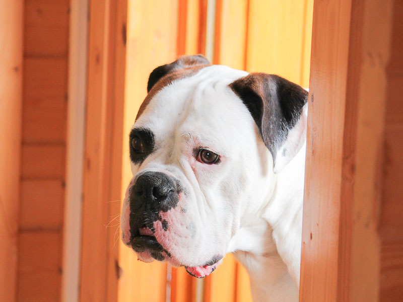 Deutscher boxer familienhund - Hunde123.de Hunderassen