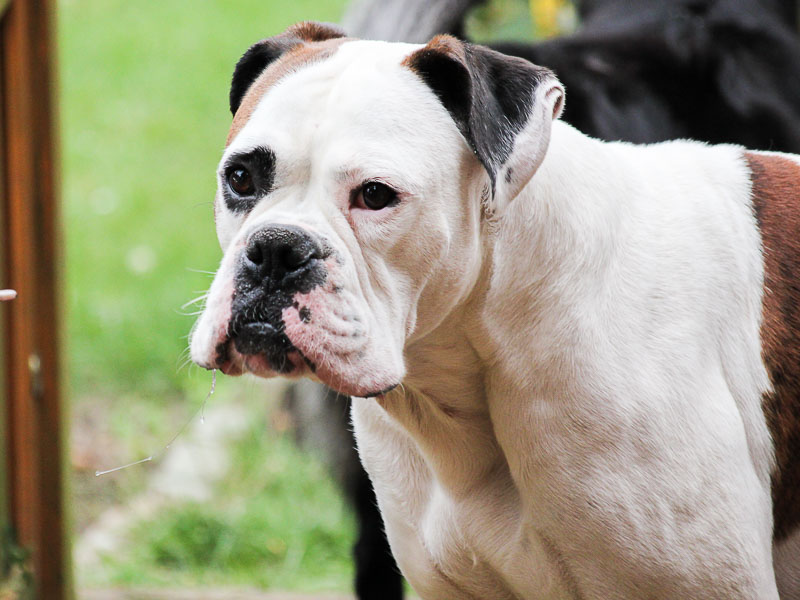 Deutscher Boxer haltung wesen - Hunde123.de Hunderassen