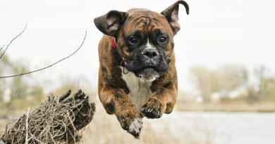 Deutscher Boxer- Hunde123.de Hunderasse