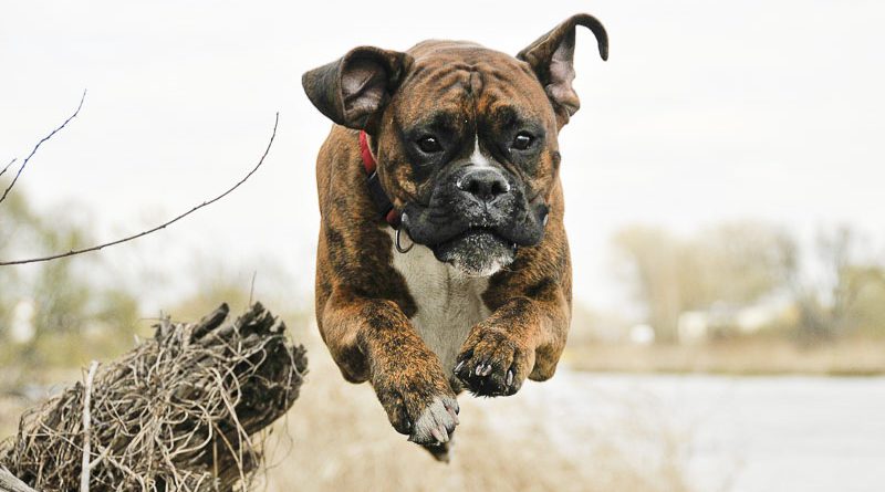 Deutscher Boxer- Hunde123.de Hunderasse