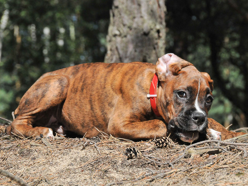 Deutscher Boxer welpen kaufen - Hunde123.de