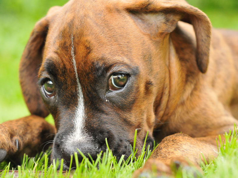 Deutscher boxer welpe züchter - Hunde123.de Hunderassen