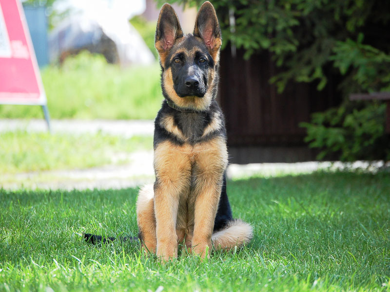 Deutscher Schäferhund Auslauf bilder - Hunde123.de Hunderassen