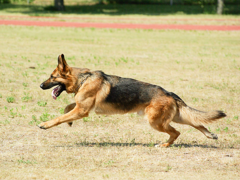 deutscher schäferhund lebenserwartung - Hunde123.de Hunderassen