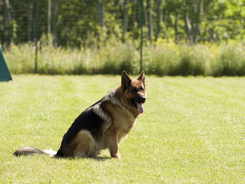 Deutscher schäferhund bilder charakter - Hunde123.de Hunderassen