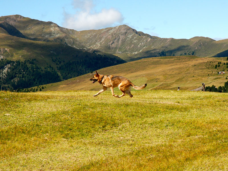 Deutscher Schäferhund Hütehund Lebenserwartung bilder - Hunde123.de Hunderassen