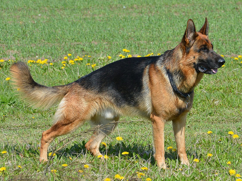 Deutscher Schäferhund preis erziehung bilder - Hunde123.de Hunderassen