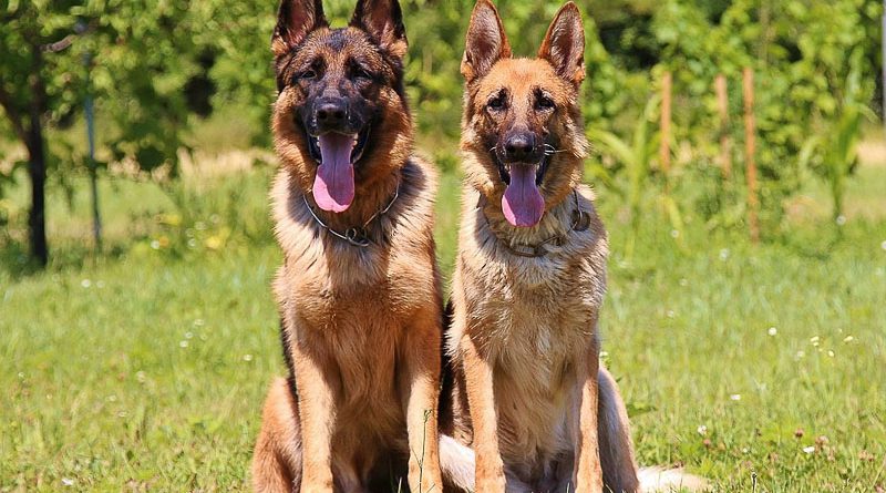 Deutscher Schäferhund kurzhaar wesen profil - Hunde123.de Hunderassen