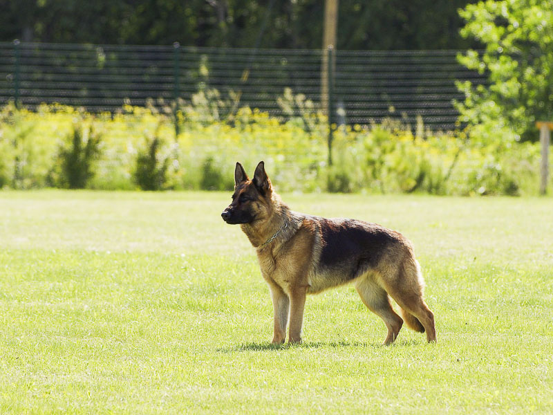 Deutscher Schäferhund Hundesport - Hunde123.de Hunderassen