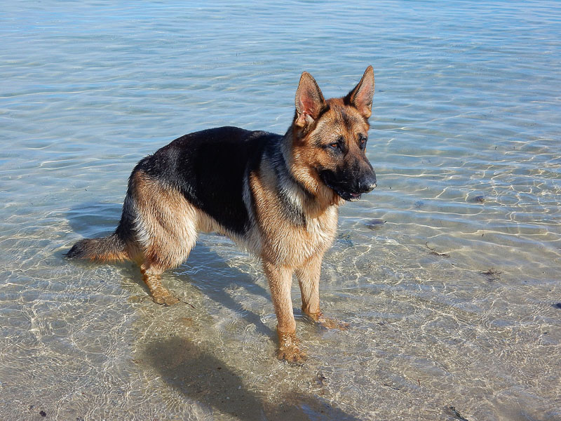 Deutscher Schäferhund wesen charakter bilder - Hunde123.de Hunderassen