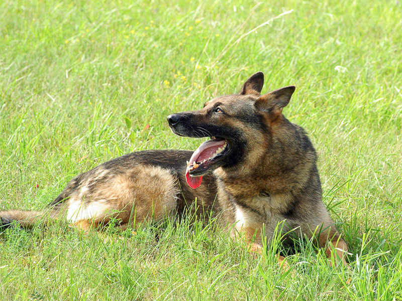 Deutscher Schäferhund kaufen Zucht - Hunde123.de Hunderassen