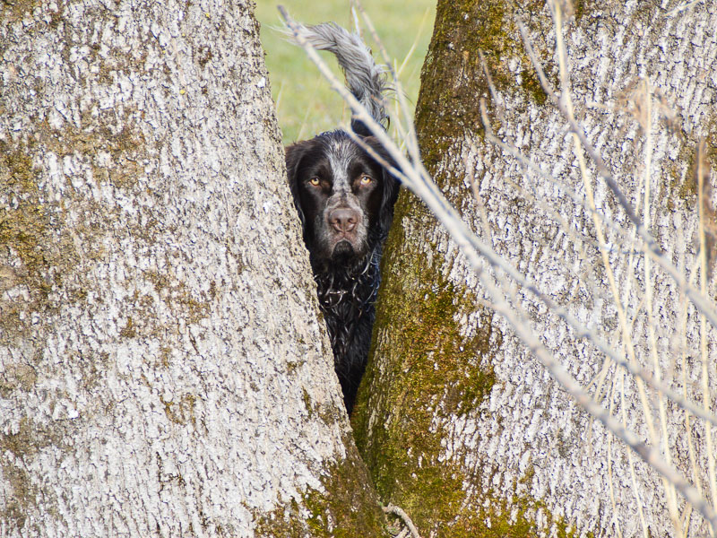 Deutscher Wachtelhund german spaniel bilder auslauf- Hunde123.de Hunderassen