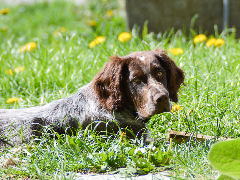 Deutscher Wachtelhund kaufen info Charakter - Hunde123.de Hunderassen