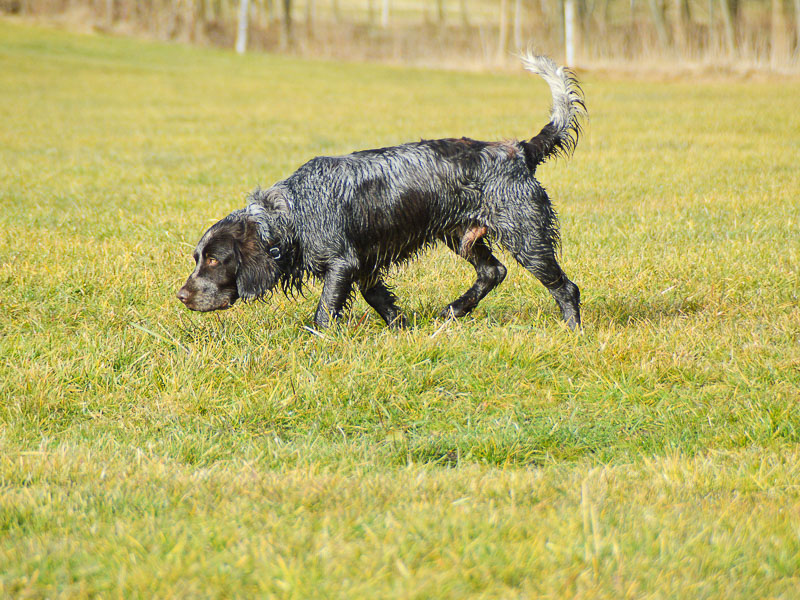 Deutscher Wachtelhund Jagdhund wesen bilder - Hunde123.de Hunderassen