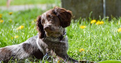 Deutscher Wachtelhund wesen bilder - Hunde123.de Hunderassen