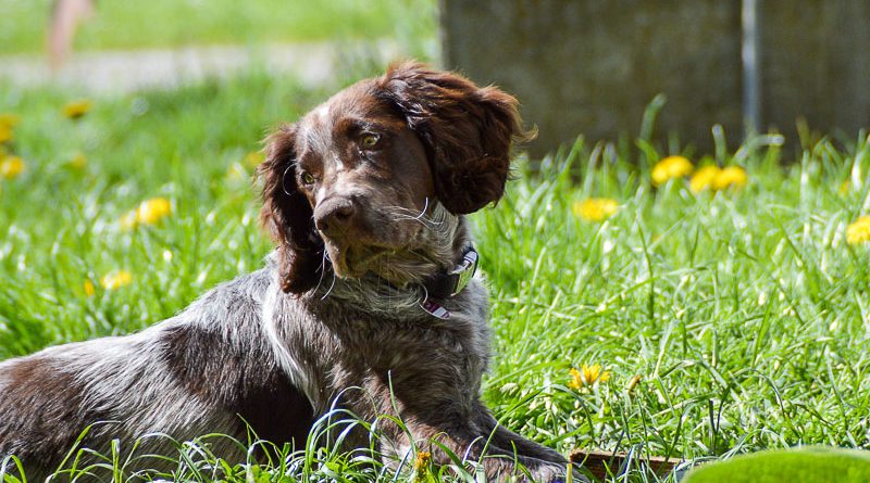 Deutscher Wachtelhund wesen bilder - Hunde123.de Hunderassen