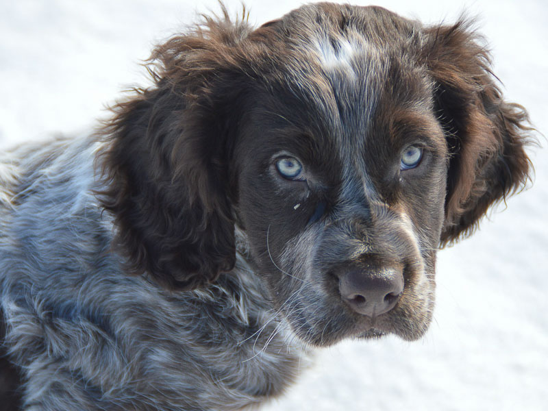 Deutscher Wachtelhund welpen kaufen preis zucht - Hunde123.de Hunderassen