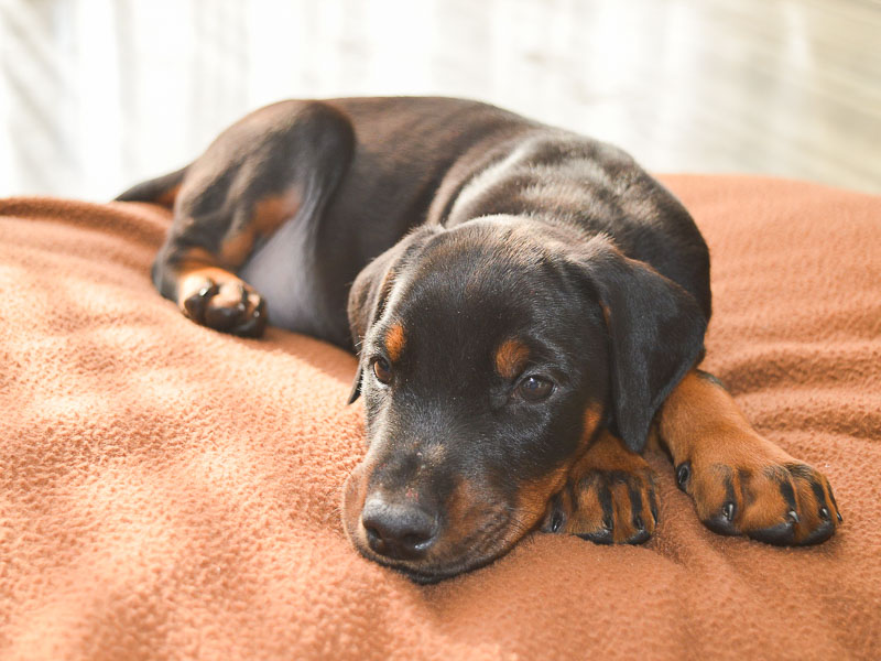 Hunderasse Dobermann welpen kaufen auslauf - Hunde123.de hunde