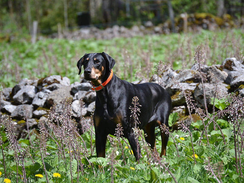 Dobermann charakter wesen bilder - Hunde123.de hund hunderasse