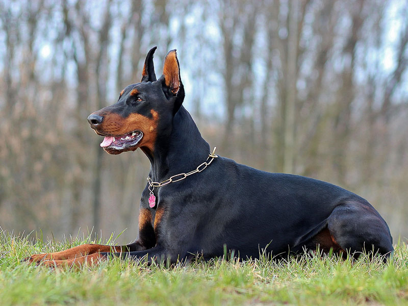 Hunderasse Dobermann wesen kupiert bilder - Hunde123