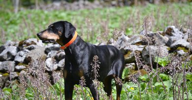 Dobermann bilder - charakter profil Hunde123.de