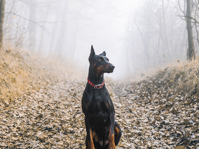 Hunderasse Dobermann charakter wesen - Hunde123.de