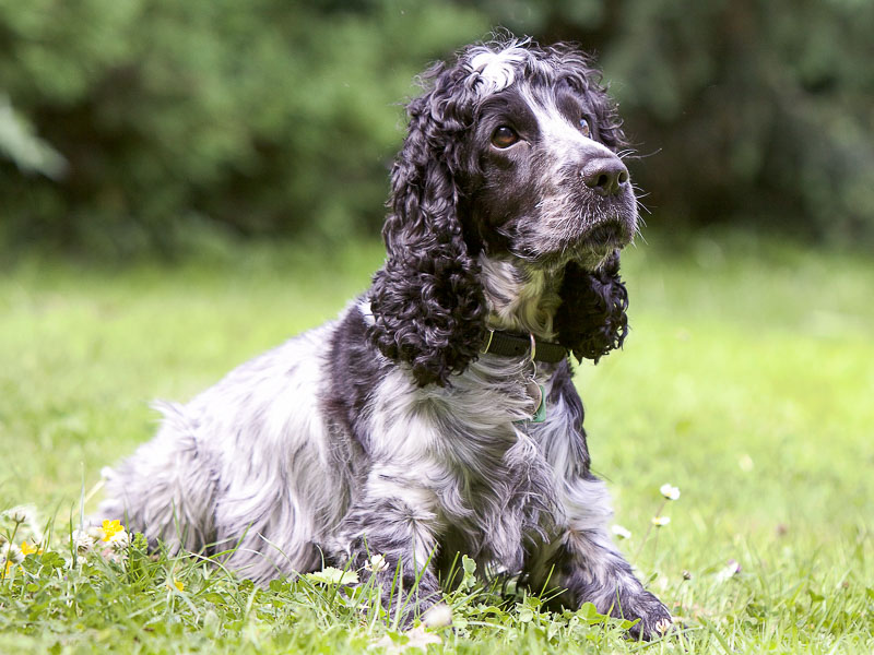 hund cocker spaniel schwarz farben - Hunde123de