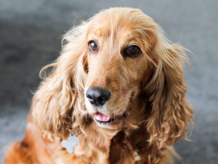 english cocker spaniel cocker spanier - Hunde123.de