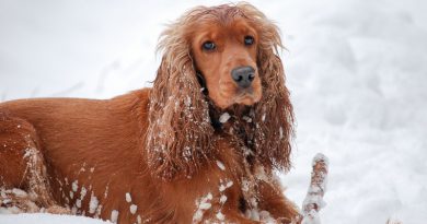 Cocker Spaniel Charakter Hunderasse Info - Hunde123.de