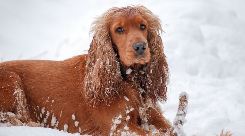 Cocker Spaniel Charakter Hunderasse Info - Hunde123.de