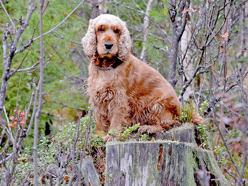 english cocker spaniel wesen charakter - Hunde123.de