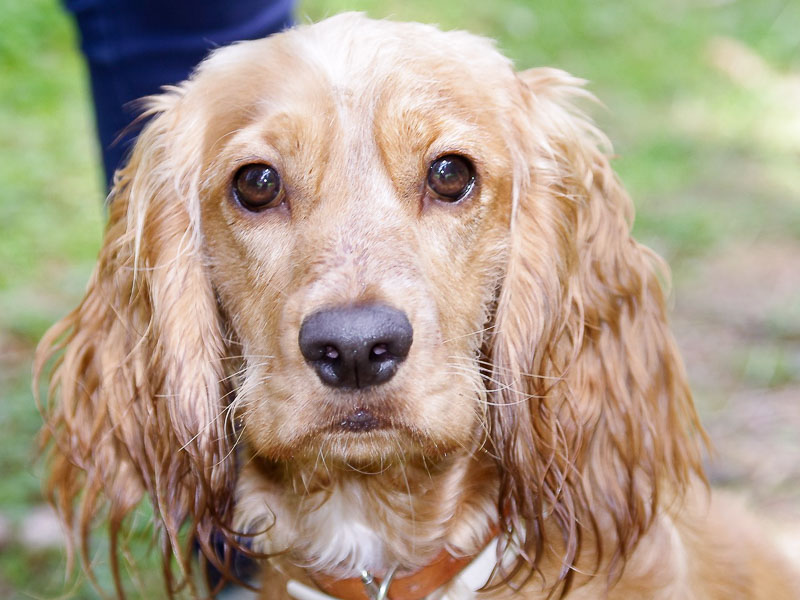 Cocker Spaniel welpen - Hunde123.de