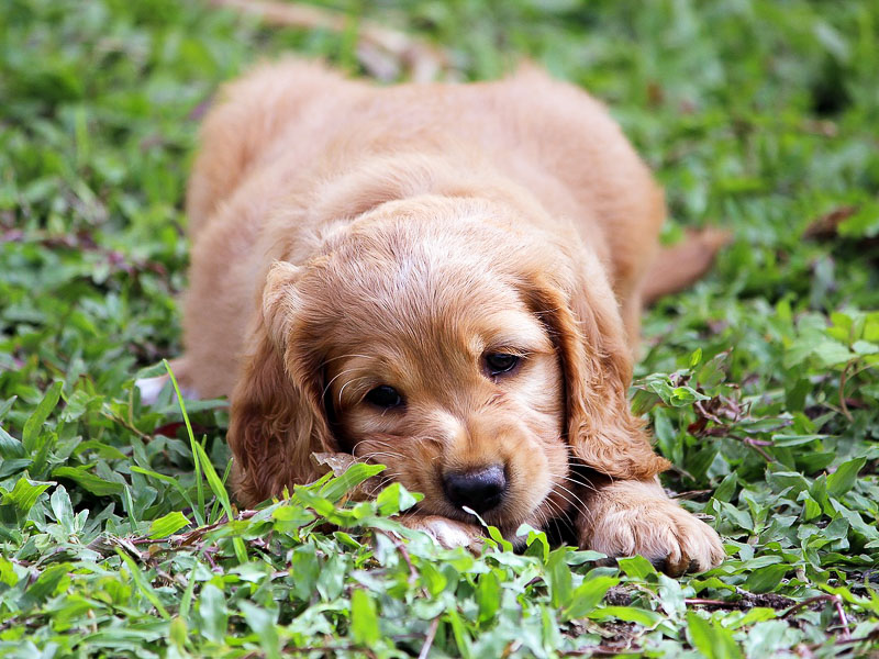 cocker spaniel welpen kaufen preis - Hunde123.de