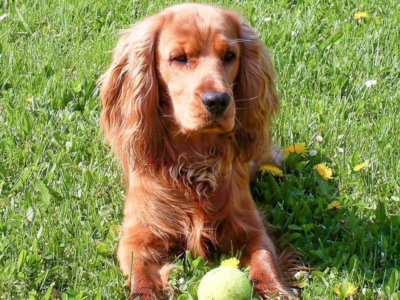 english cocker spaniel wesen - Hunde123.de