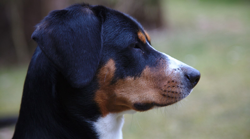 Entlebucher Sennenhund Hunderasse mit allen Informationen zu Haltung, Kauf, Zucht und mehr - Hunde123.de