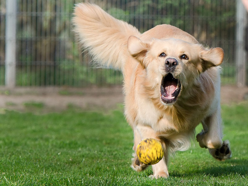 Golden Retrieber Apportierhund - Hunde123.de