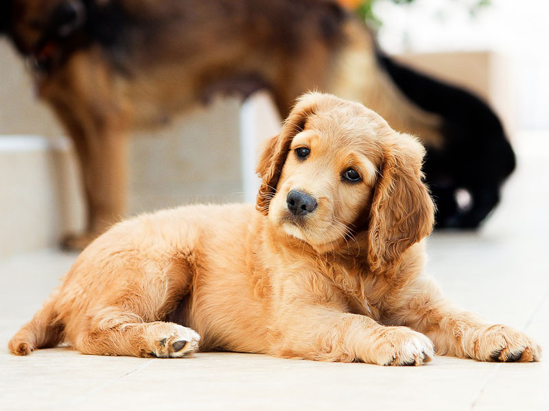 Golden Retriever Welpe - Hunde123.de