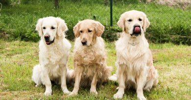 golden retriever erziehung auslauf bilder - Hunde123.de