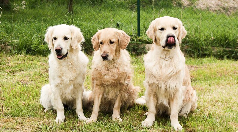 golden retriever erziehung auslauf bilder - Hunde123.de