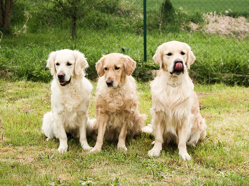 golden retriever erziehung auslauf bilder - Hunde123.de