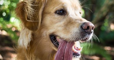 golden retriever hunderasse lebenserwartung gesundheit bilder - Hunde123.de