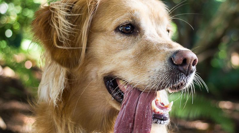 golden retriever hunderasse lebenserwartung gesundheit bilder - Hunde123.de