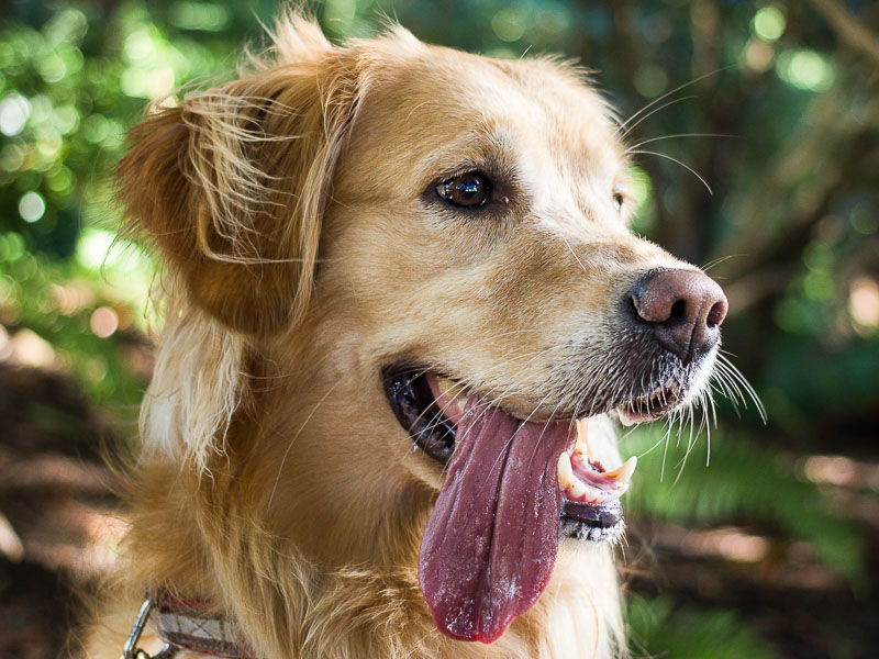 golden retriever hunderasse lebenserwartung gesundheit bilder - Hunde123.de