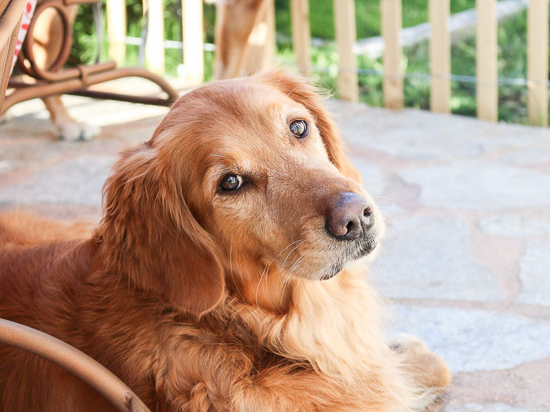 golden retriever aufzucht zucht bilder - Hunde123.de