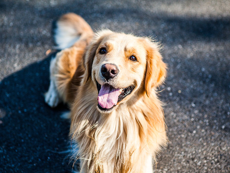 golden retriever hunde haltung auslauf - Hunde123.de