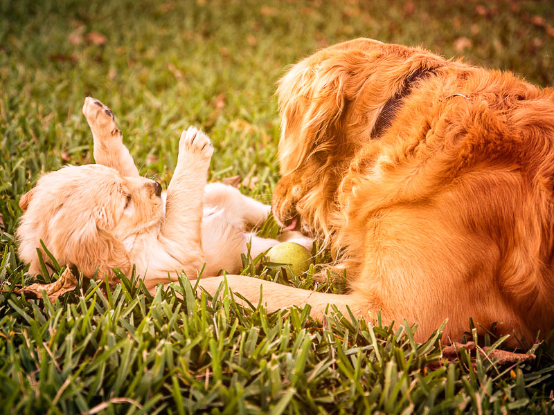 golden retriever lebenserwartung hunderasse - hunde123.de