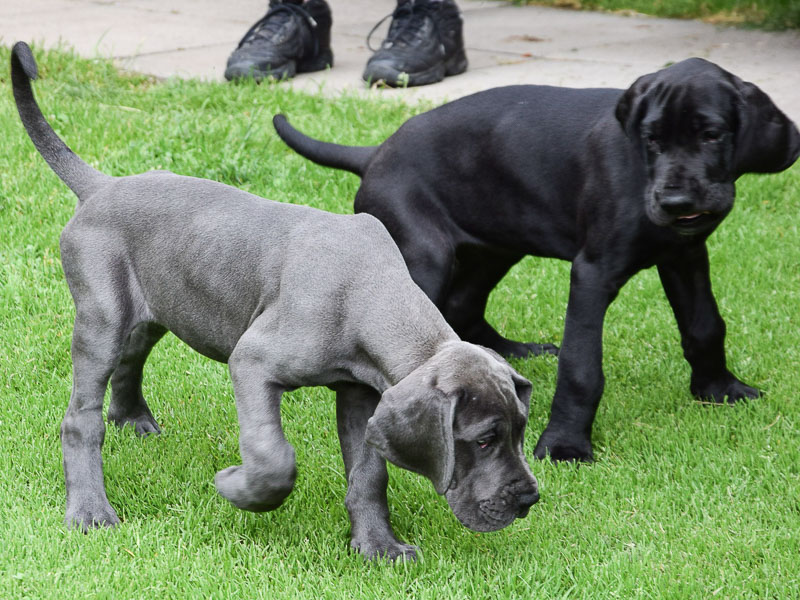 Deutsche Dogge welpen preis - Hunde123.de Hunderassen