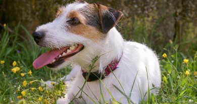 Jack russell terrier erziehung - Hunde123.de