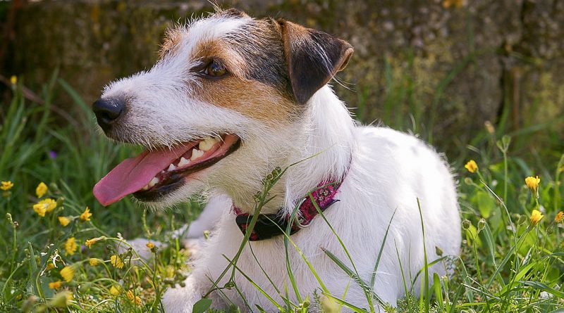 Jack russell terrier erziehung - Hunde123.de