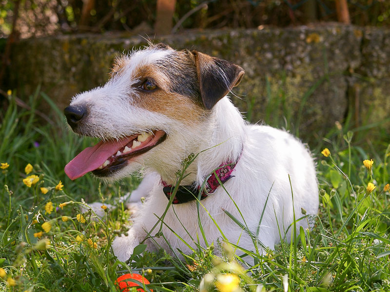 Jack russell terrier erziehung - Hunde123.de